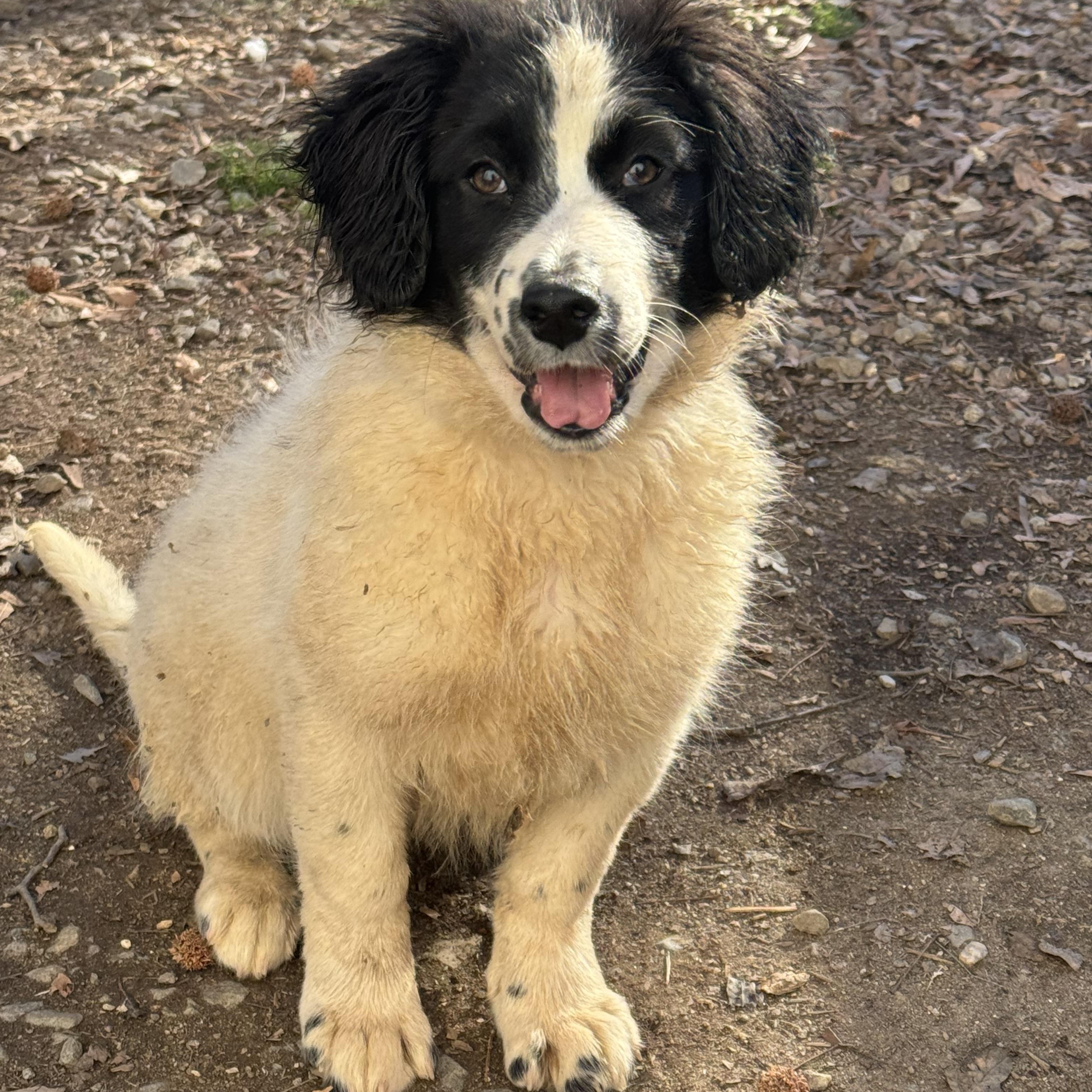 Empress, ADOPTABLE, Puppy Female Border Collie & Australian Shepherd.