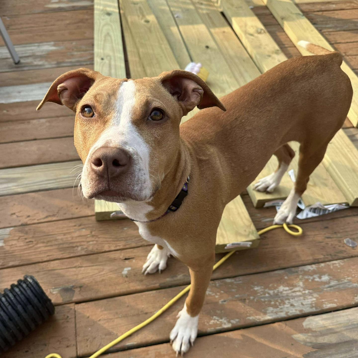 Enlarge Ansera, a Adopted mixed breed in Prospect, KY image 3/4