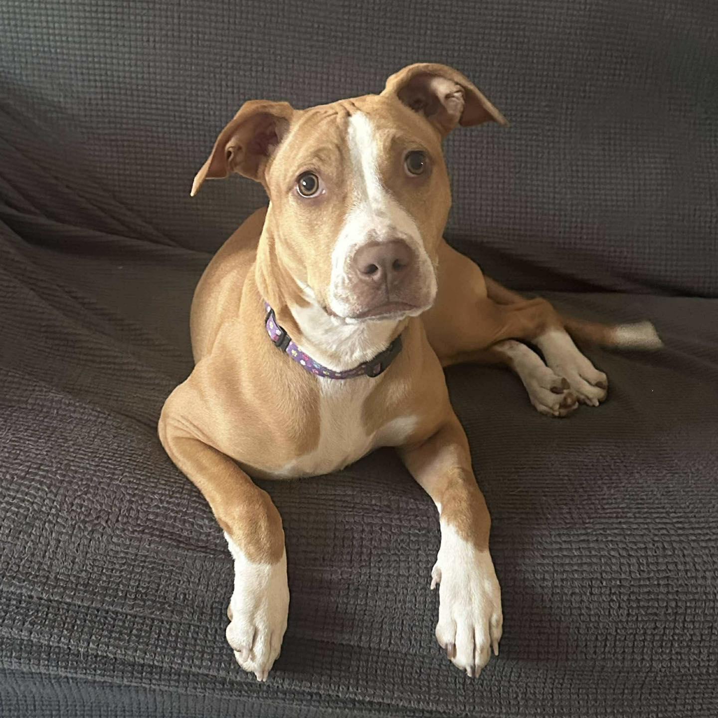 Ansera, Adopted, Young Female American Bully.