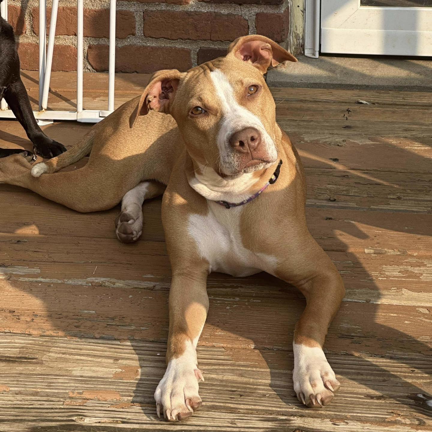 Enlarge Ansera, a Adopted mixed breed in Prospect, KY image 2/4