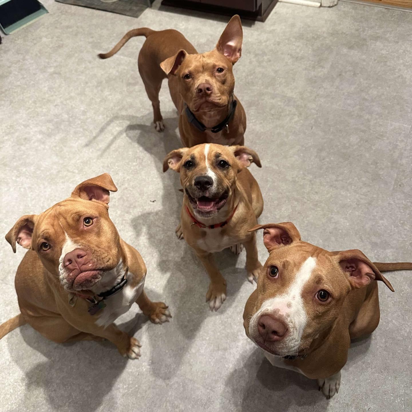 Enlarge Ansera, a Adopted mixed breed in Prospect, KY image 4/4