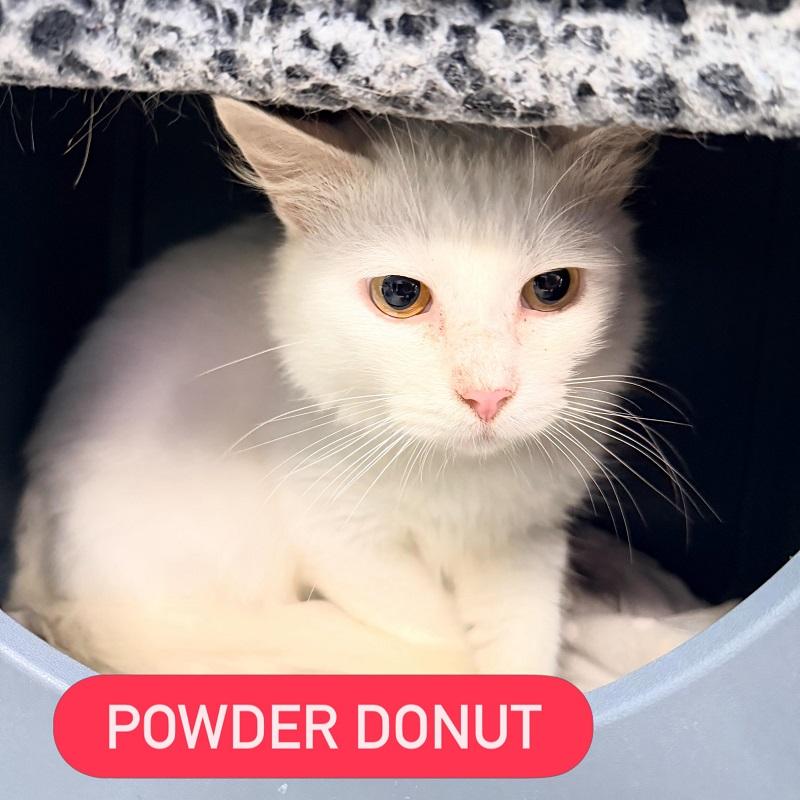 POWDER DONUT, adopted, Adult Male Domestic Short Hair.