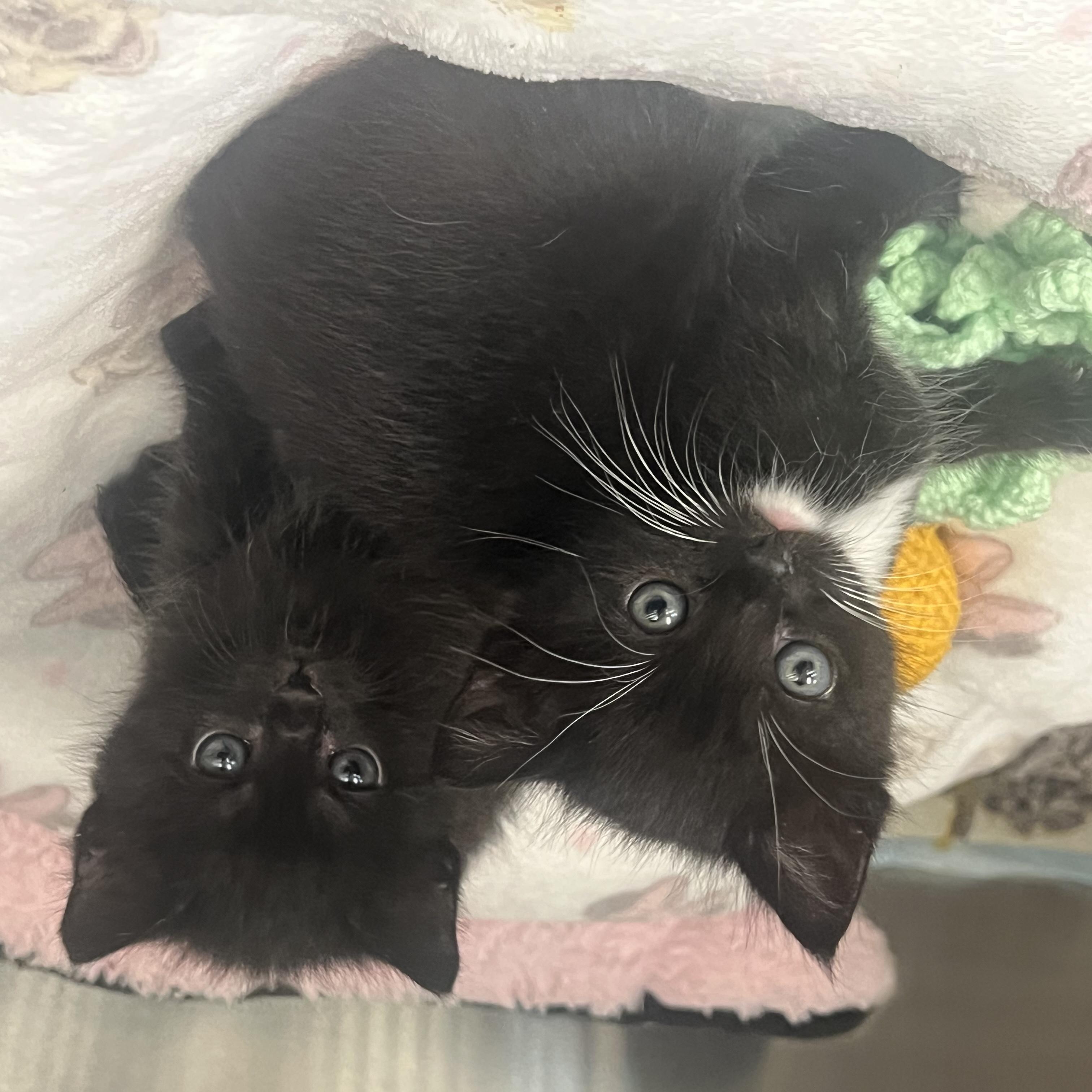 Raven, an adopted Domestic Short Hair in Cathedral City, CA image 2/3
