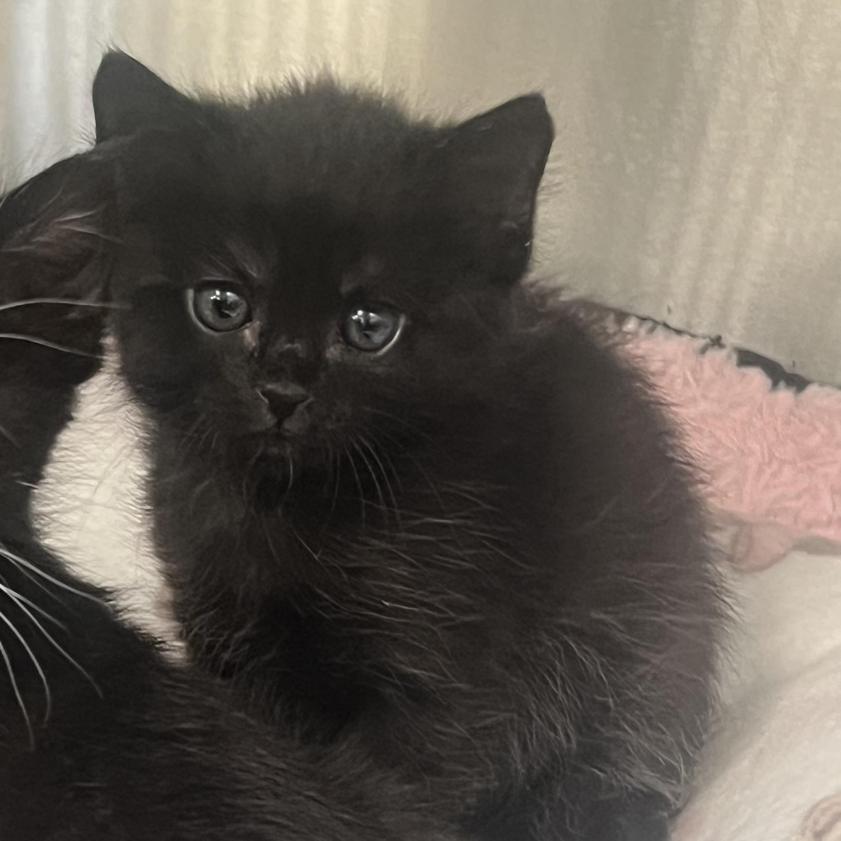 Raven, adopted, Kitten Female Domestic Short Hair.