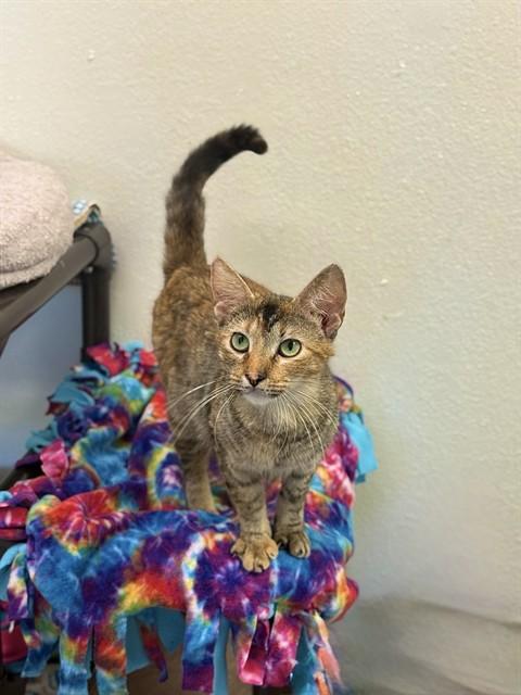 IVY, Adoptable, Adult Female Domestic Medium Hair.