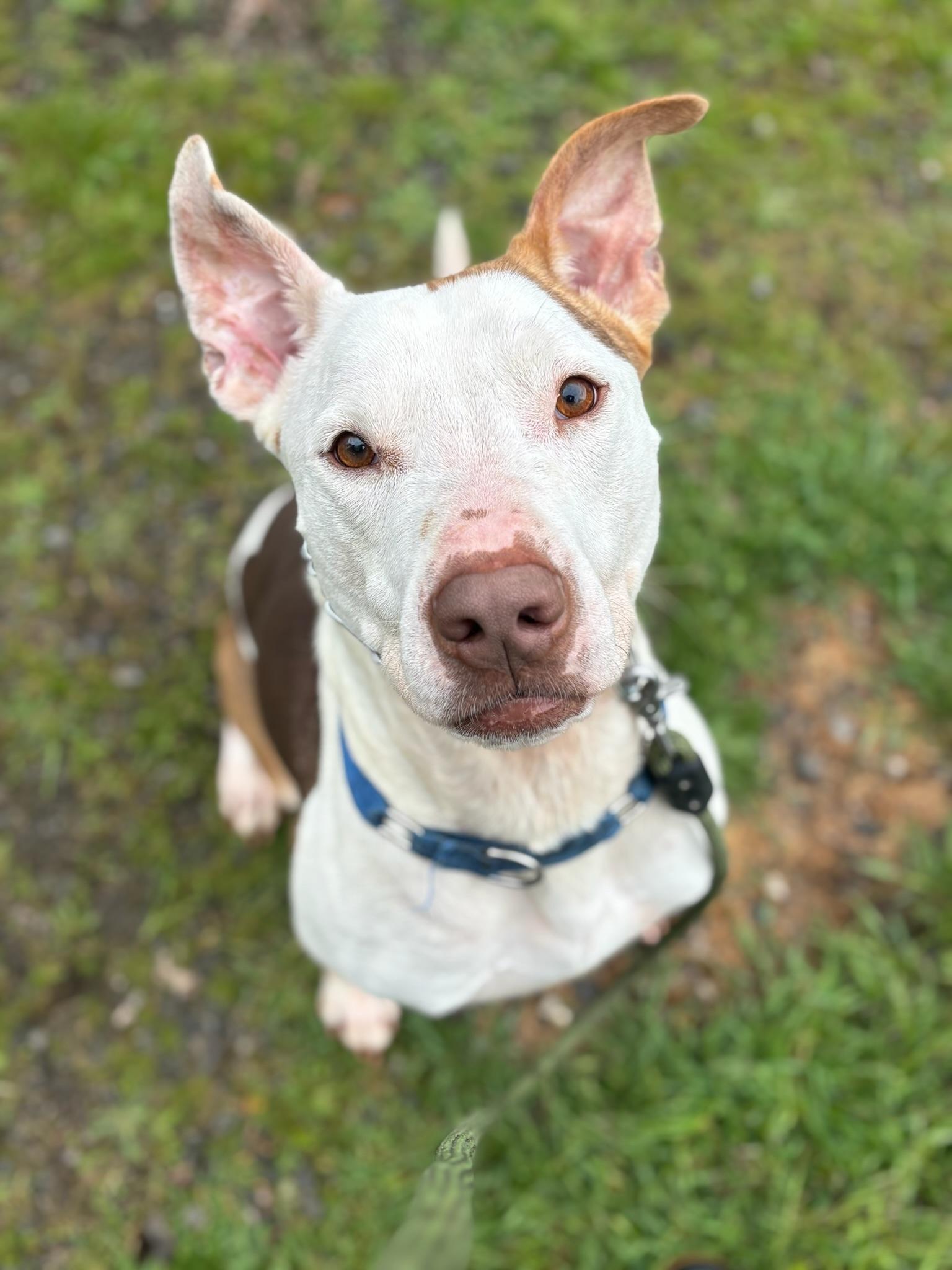 Enlarge Ben, a Adoptable Staffordshire Bull Terrier in Seattle , WA image 1/6