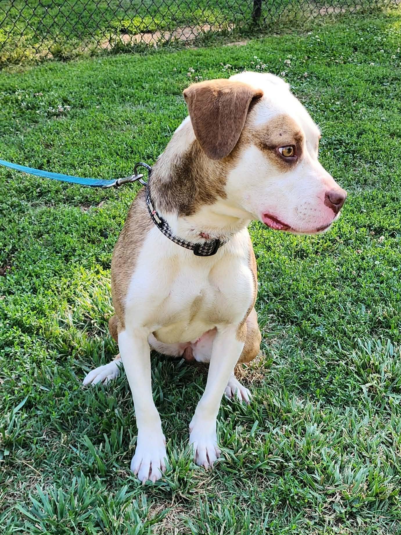 Xotol, a ADOPTABLE mixed breed in Denver, NC image 3/6