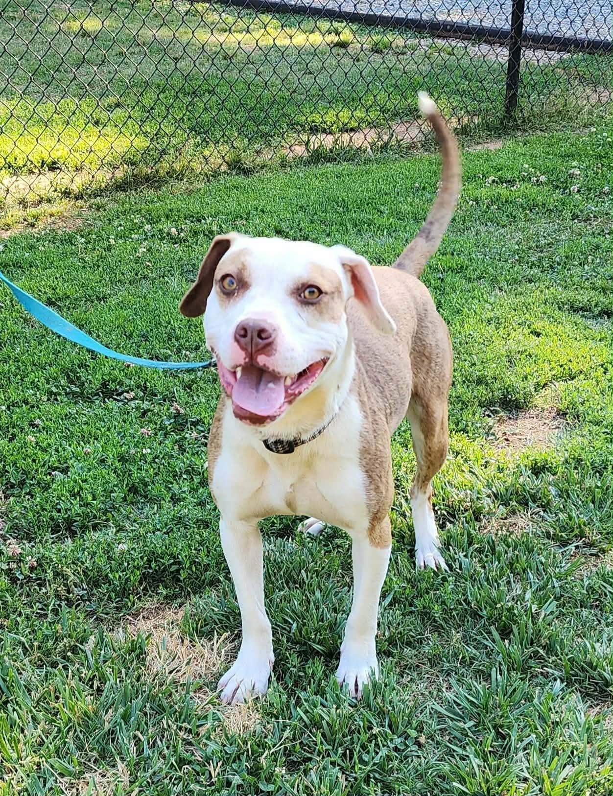 Xotol, ADOPTABLE, Young Female Pit Bull Terrier.