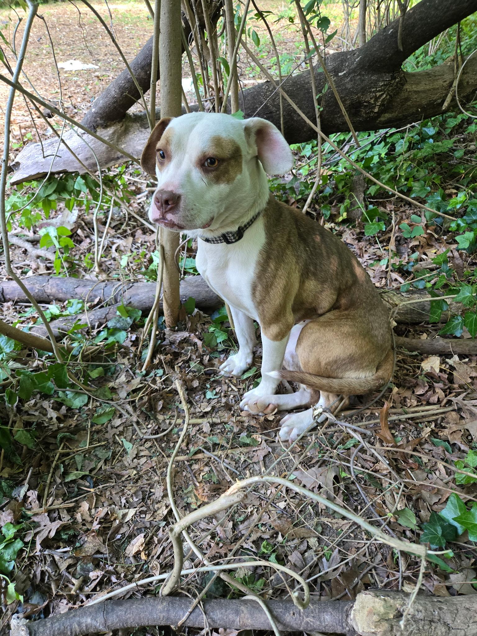 Xotol, a ADOPTABLE mixed breed in Denver, NC image 6/6