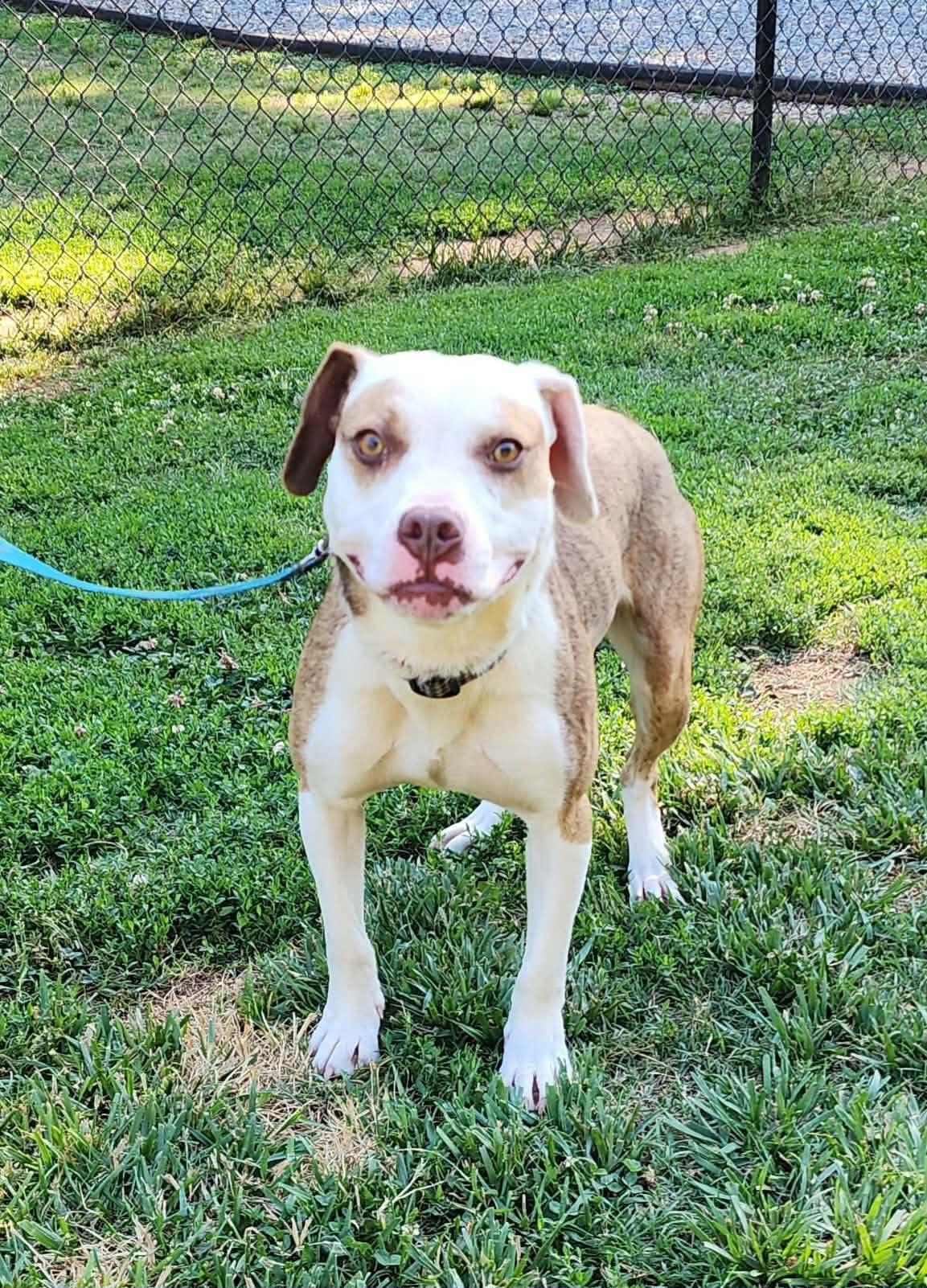 Xotol, a ADOPTABLE mixed breed in Denver, NC image 4/6