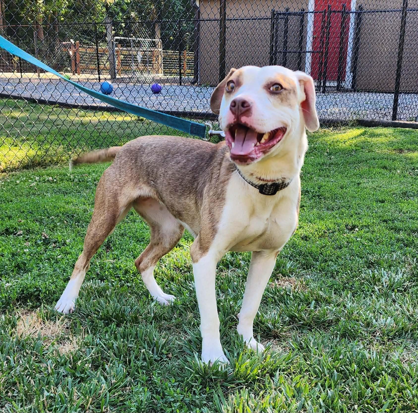 Xotol, a ADOPTABLE mixed breed in Denver, NC image 5/6