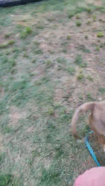 Enlarge Xotol, a ADOPTABLE mixed breed in Denver, NC video 2/6