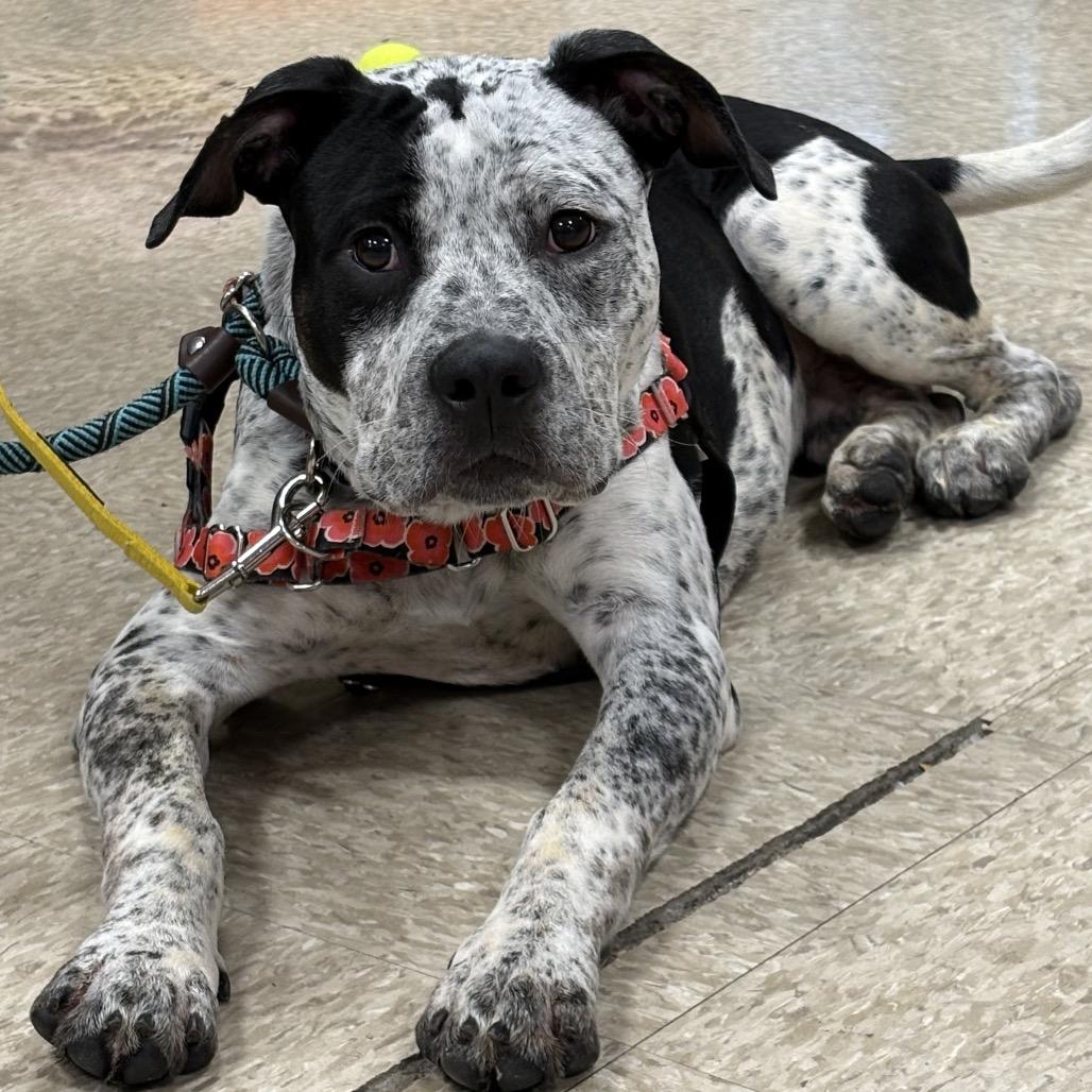 Roscoe — thumbnail 2