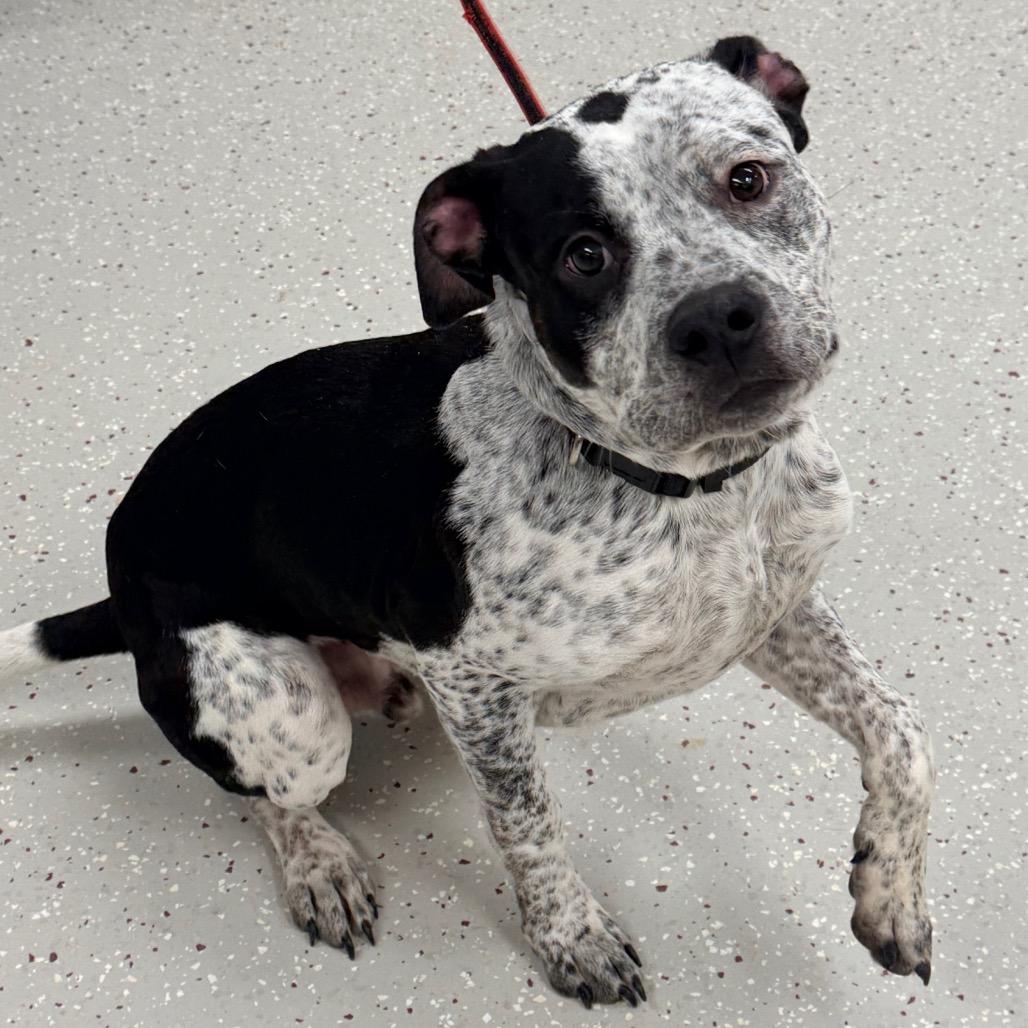 Roscoe — thumbnail 3