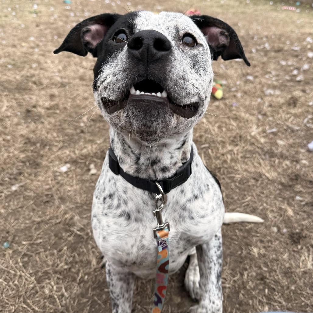 Roscoe — thumbnail 4