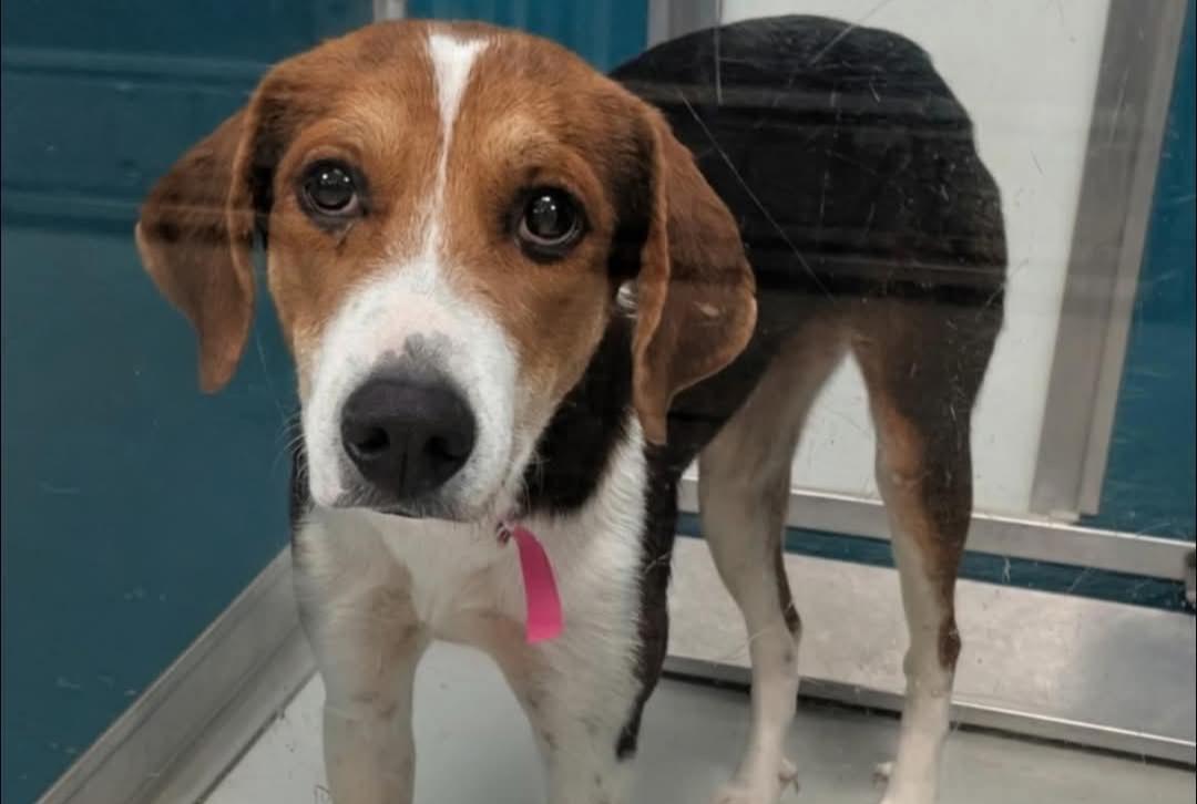 Enlarge Astoria, a Adoptable American Foxhound in TULSA, OK image 1/6
