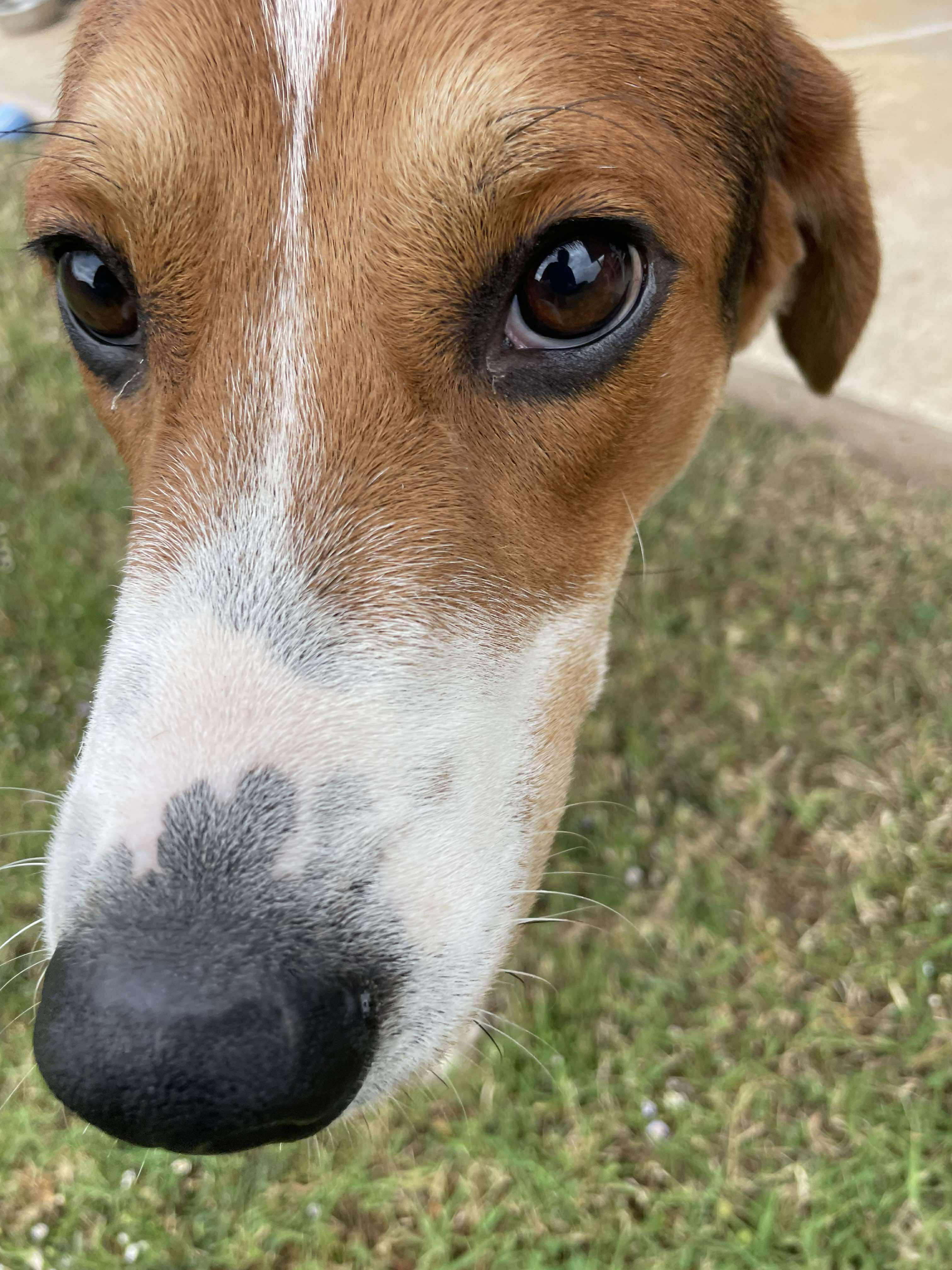 Enlarge Astoria, a Adoptable American Foxhound in TULSA, OK image 6/6