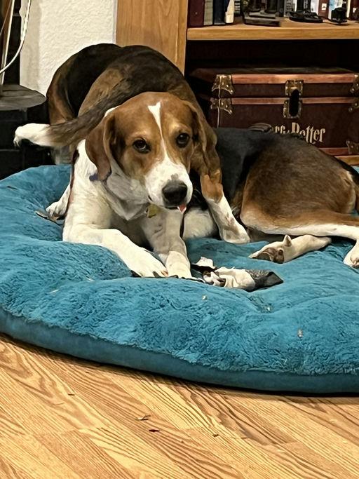 Enlarge Astoria, a Adoptable American Foxhound in TULSA, OK image 3/6