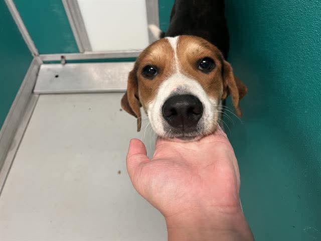 Enlarge Astoria, a Adoptable American Foxhound in TULSA, OK image 4/6