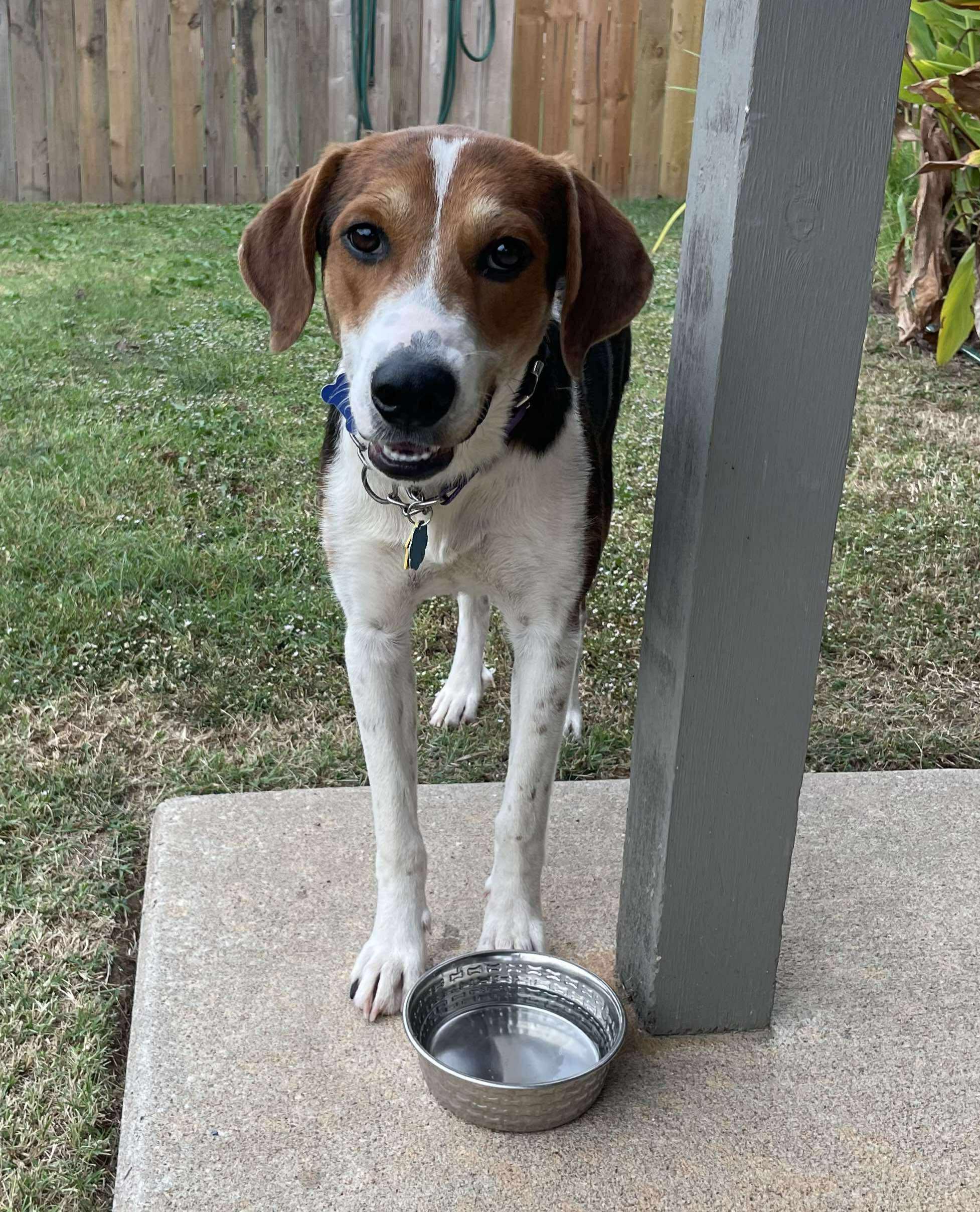 Astoria, Adoptable, Young Female American Foxhound.
