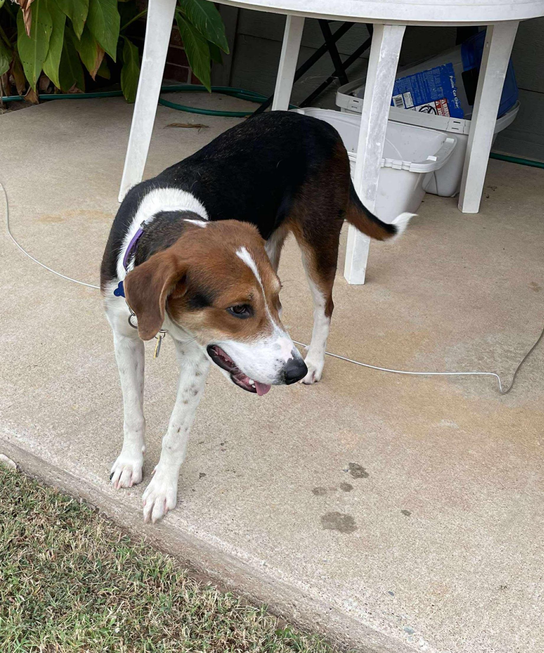 Enlarge Astoria, a Adoptable American Foxhound in TULSA, OK image 5/6