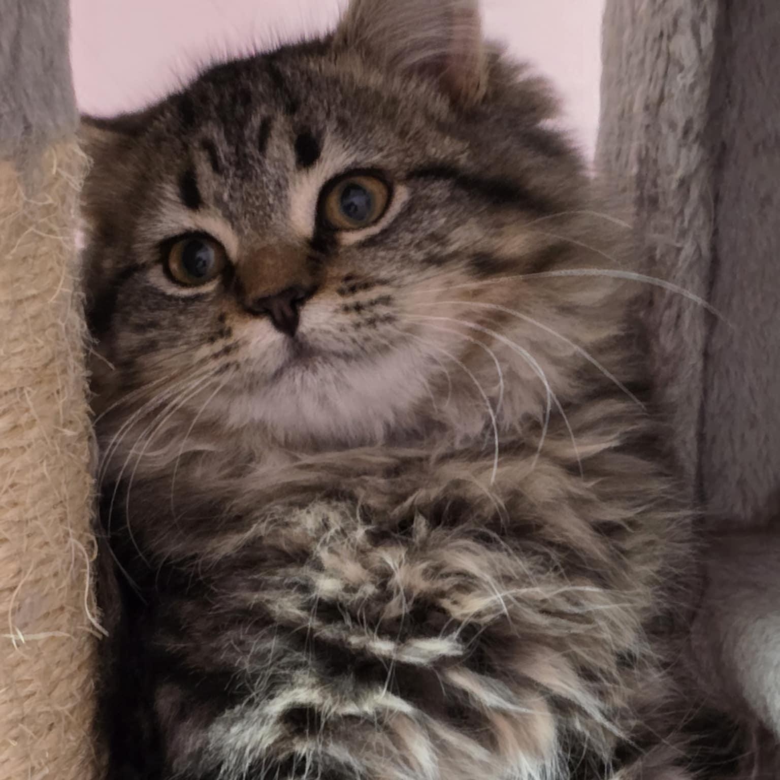 Lucy, adopted, Young Female Domestic Long Hair.