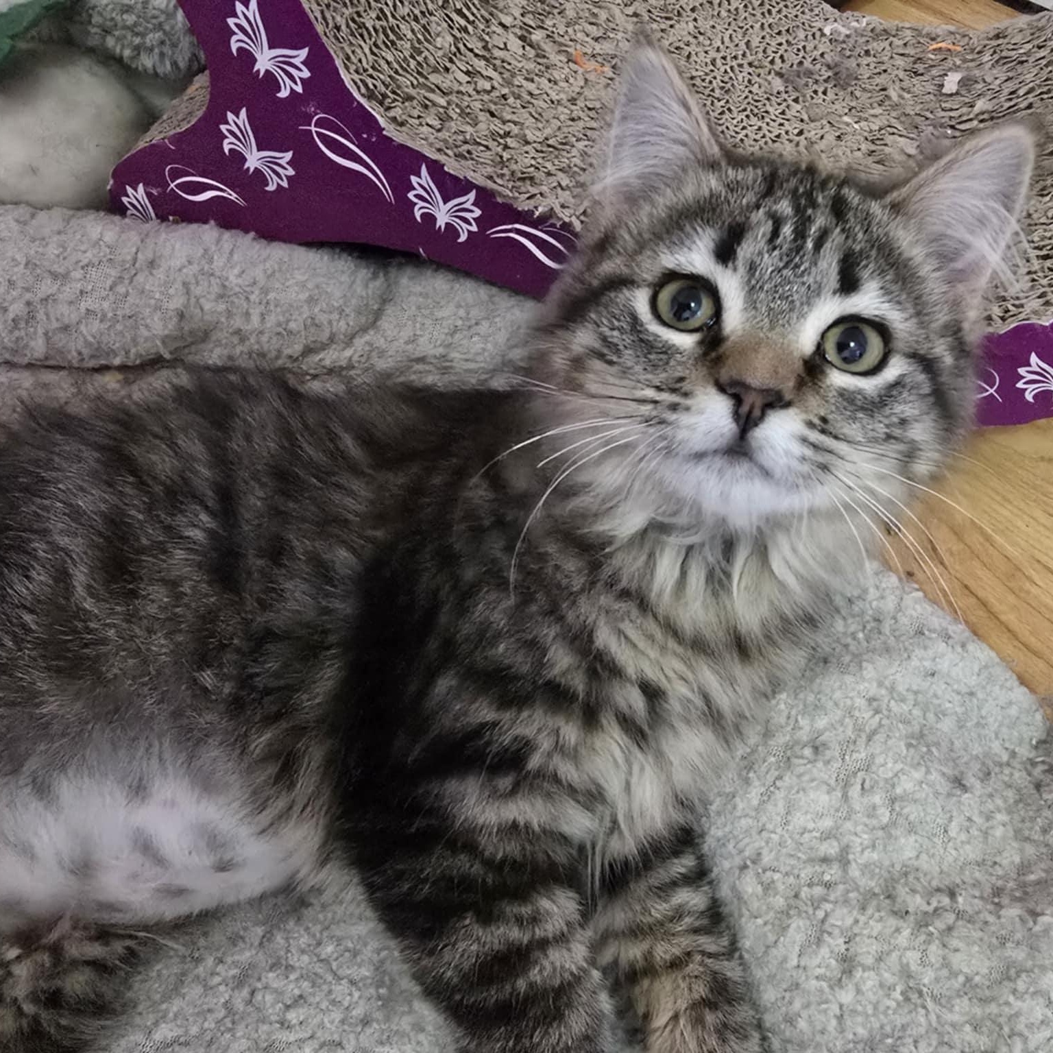 Enlarge Lucy, an adopted Domestic Long Hair in Owatonna, MN image 2/3