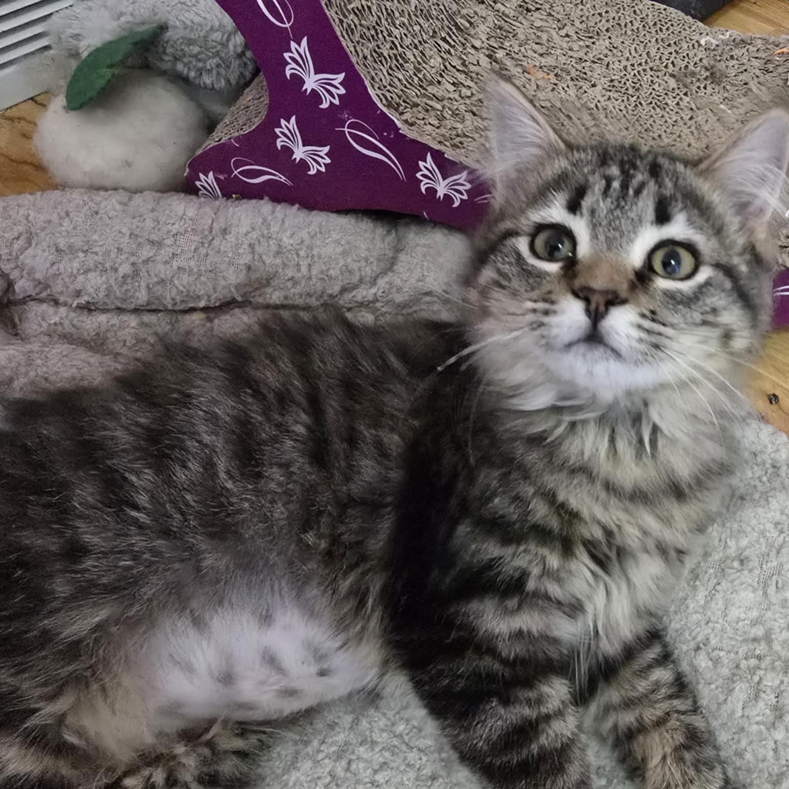 Enlarge Lucy, an adopted Domestic Long Hair in Owatonna, MN image 3/3