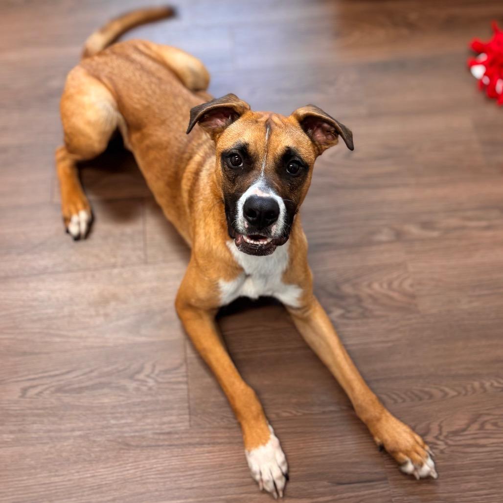 Enlarge Skipper, a Adoptable mixed breed in Nashville, IN image 1/4