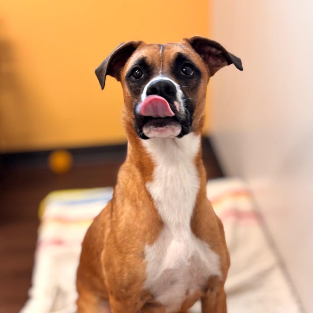 Enlarge Skipper, a Adoptable mixed breed in Nashville, IN image 2/4