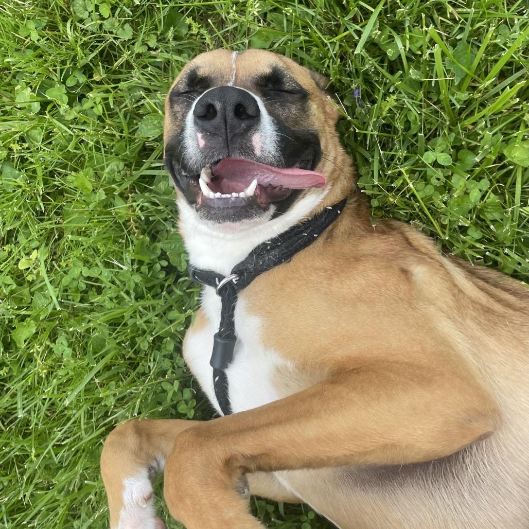 Skipper, a Adoptable mixed breed in Nashville, IN image 3/6