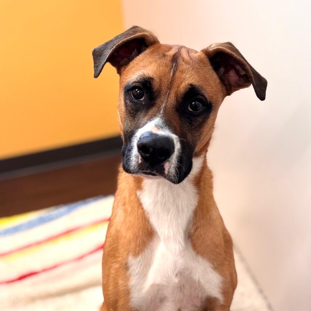 Enlarge Skipper, a Adoptable mixed breed in Nashville, IN image 3/4