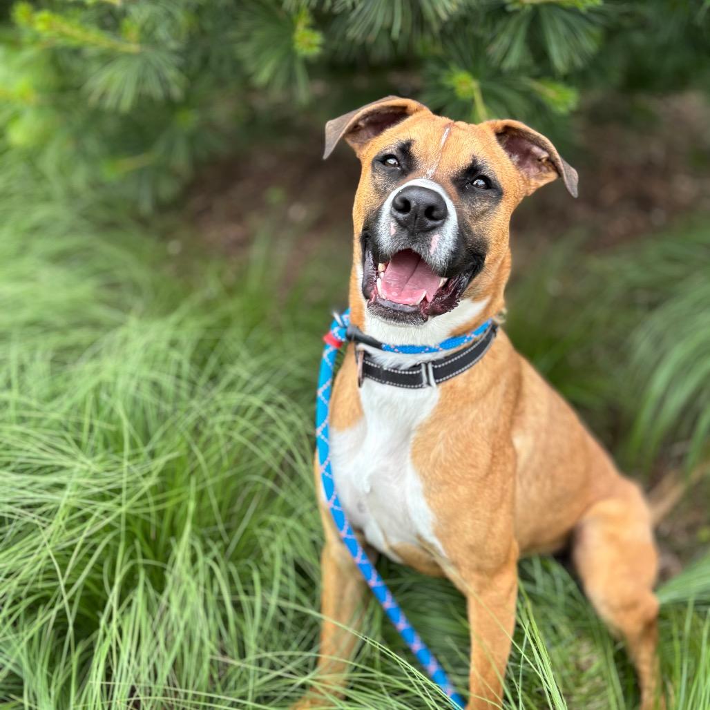 Skipper, a Adoptable mixed breed in Nashville, IN image 5/6