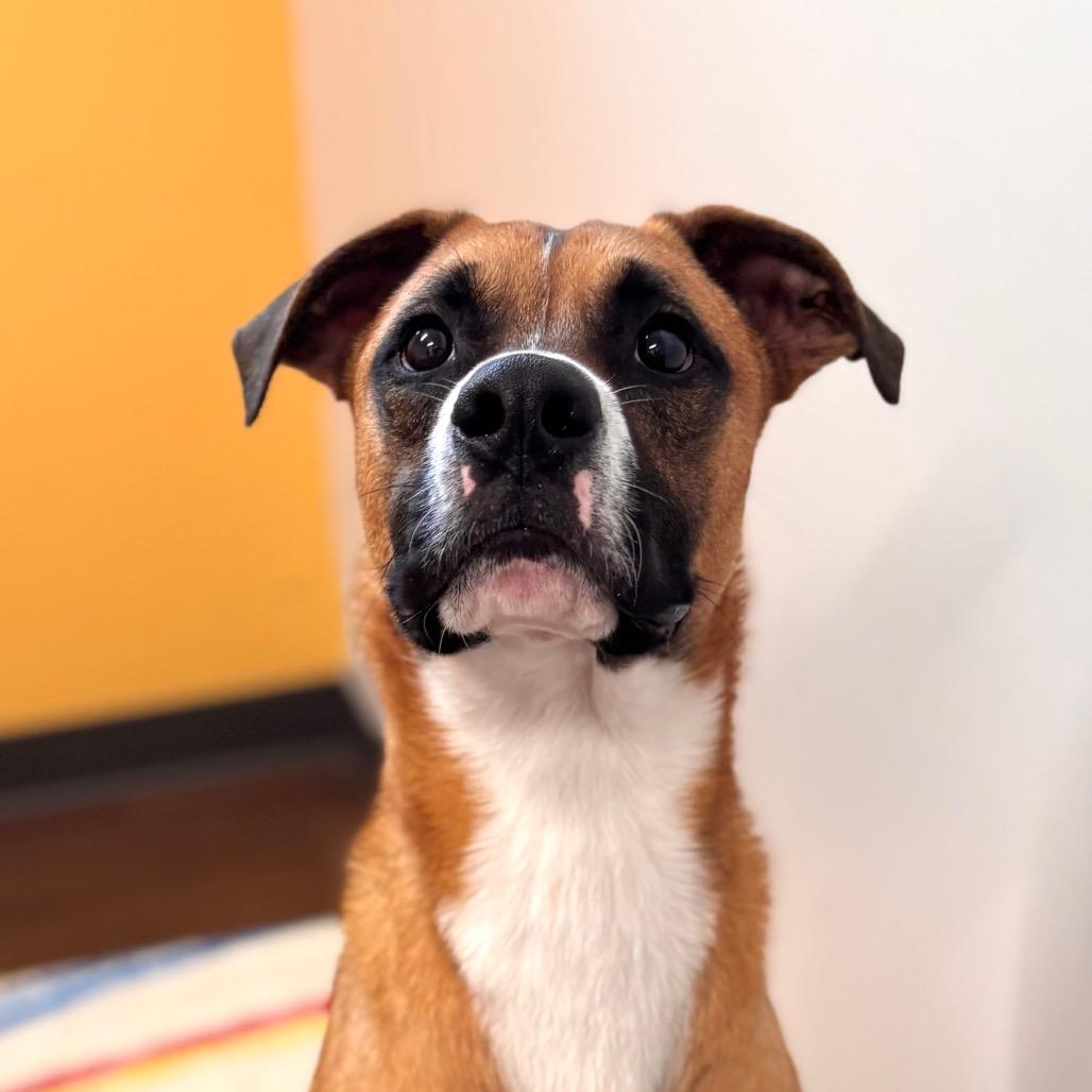 Enlarge Skipper, a Adoptable mixed breed in Nashville, IN image 4/4