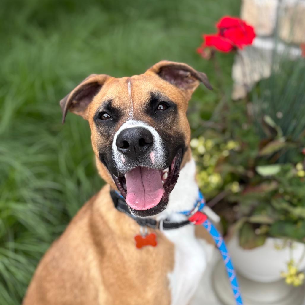 Skipper, a Adoptable mixed breed in Nashville, IN image 5/5