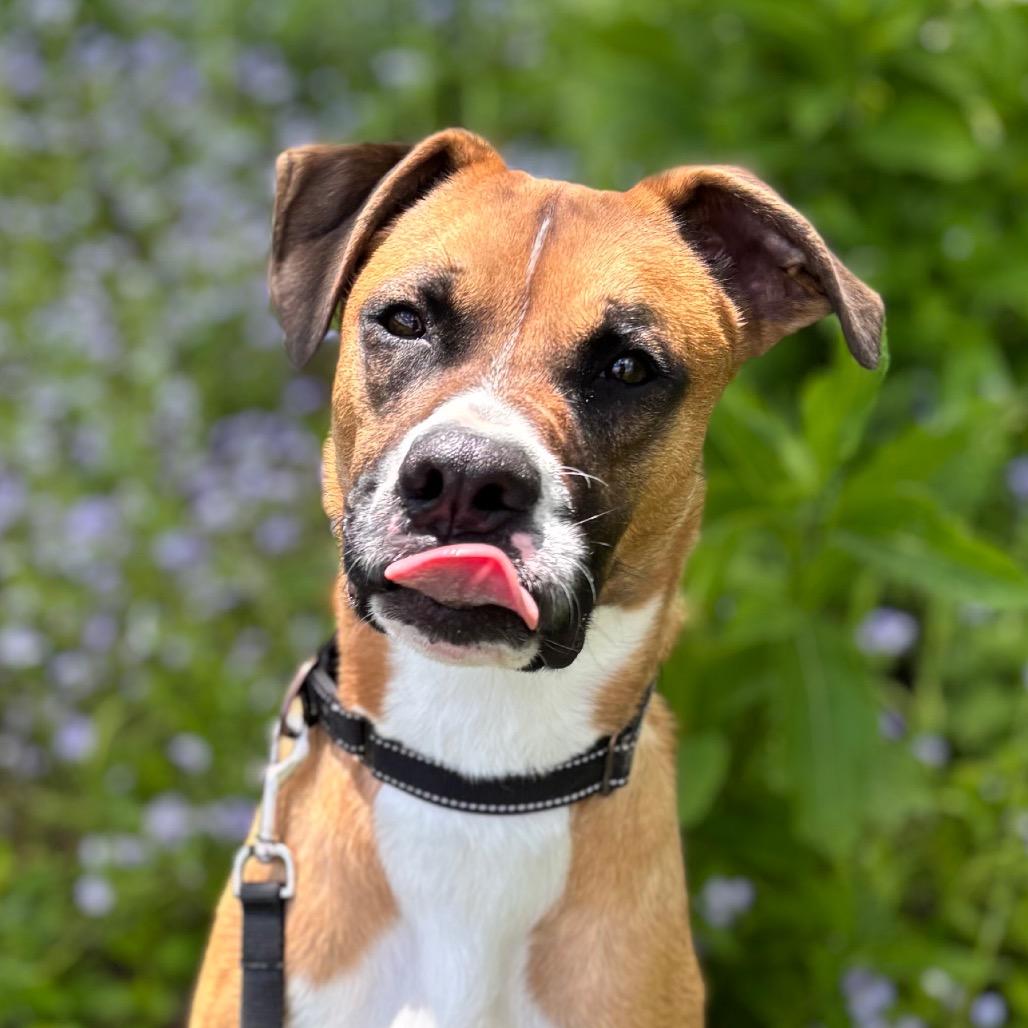 Skipper, a Adoptable mixed breed in Nashville, IN image 6/6
