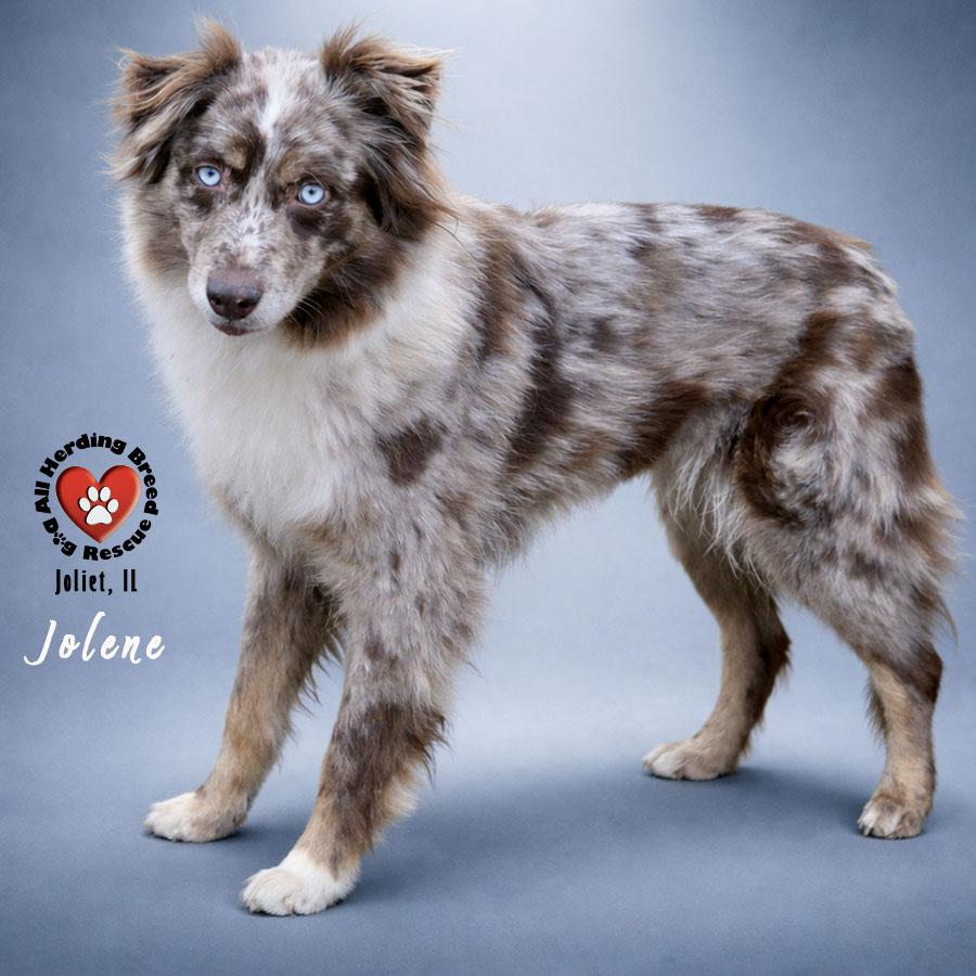 Enlarge Jolene , an adopted Australian Shepherd in Joliet, IL image 1/4