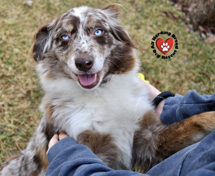 Enlarge Jolene , an adopted Australian Shepherd in Joliet, IL image 4/4