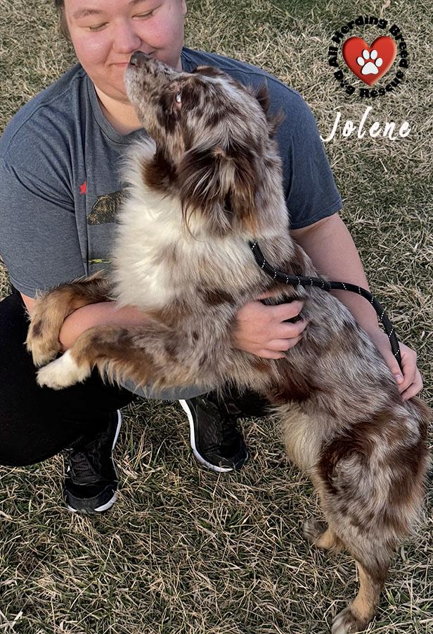Enlarge Jolene , an adopted Australian Shepherd in Joliet, IL image 3/4