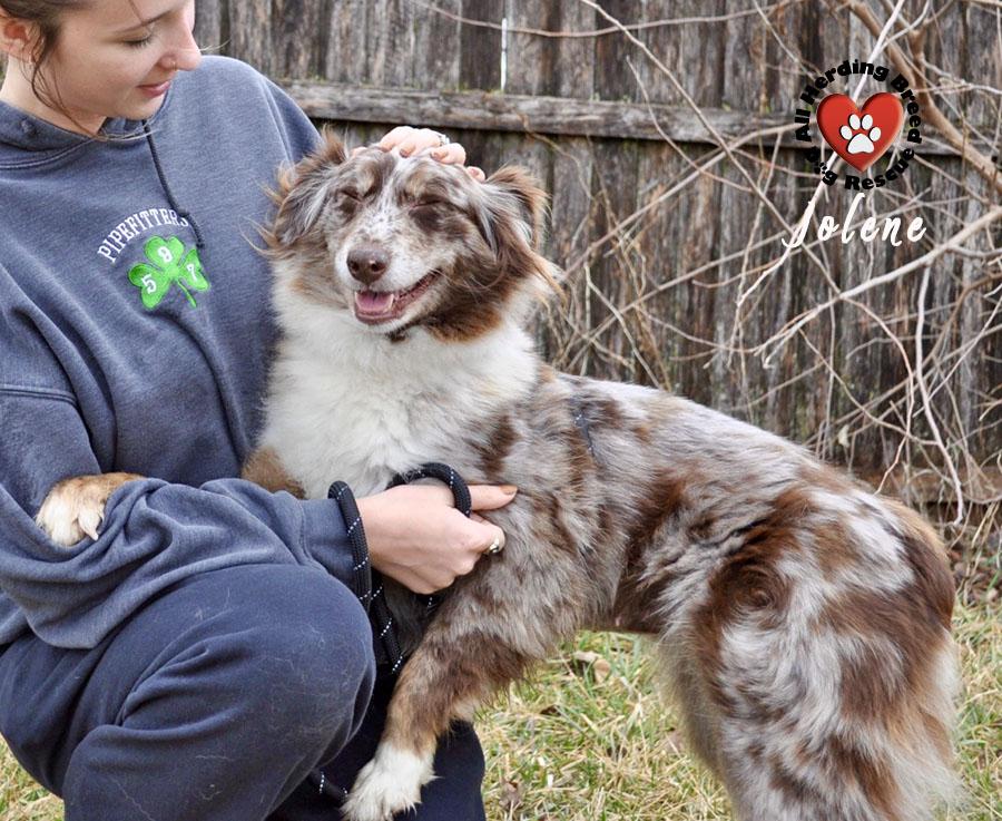 Enlarge Jolene , an adopted Australian Shepherd in Joliet, IL image 2/4