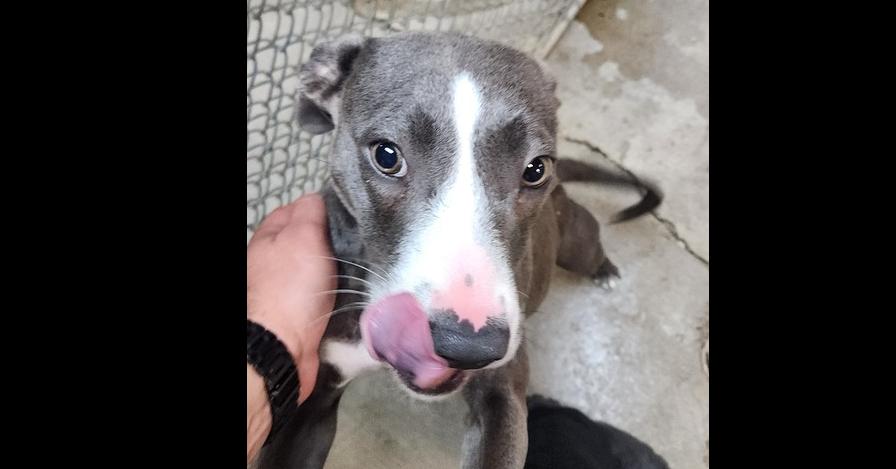 ASTRID 231-26, Adoptable, Young Female Greyhound.