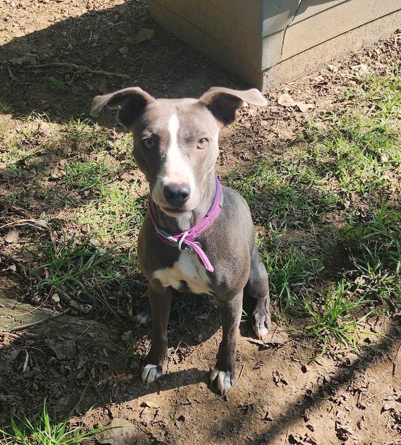ASTRID 231-26, Adopted, Young Female Greyhound.