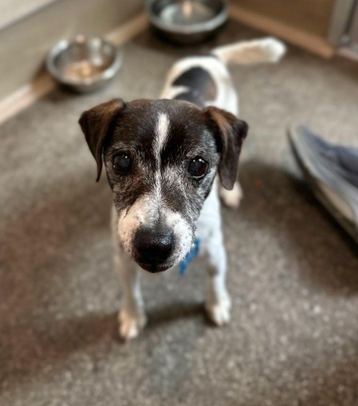 Tillie, Senior Female Parson Russell Terrier