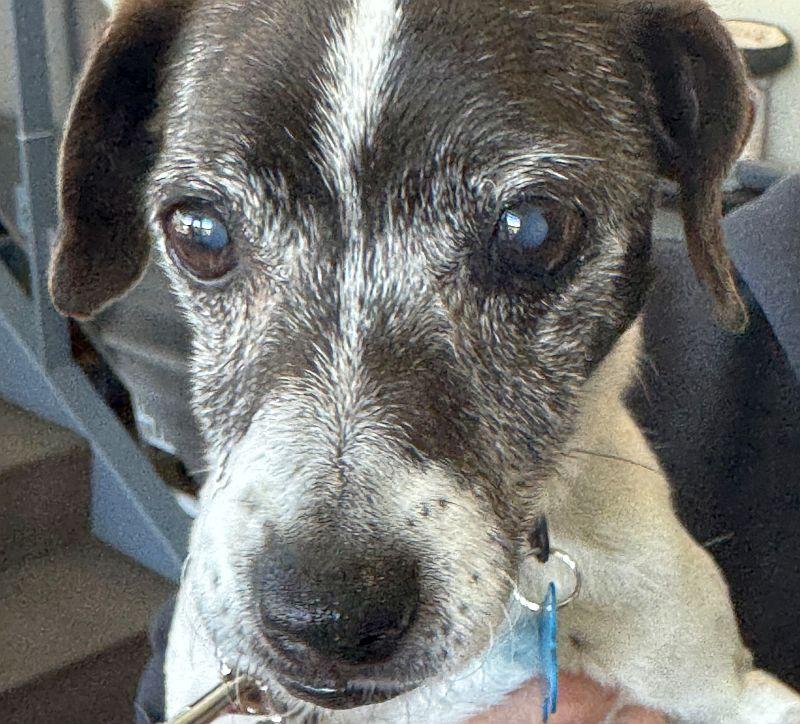 Tillie photo 2