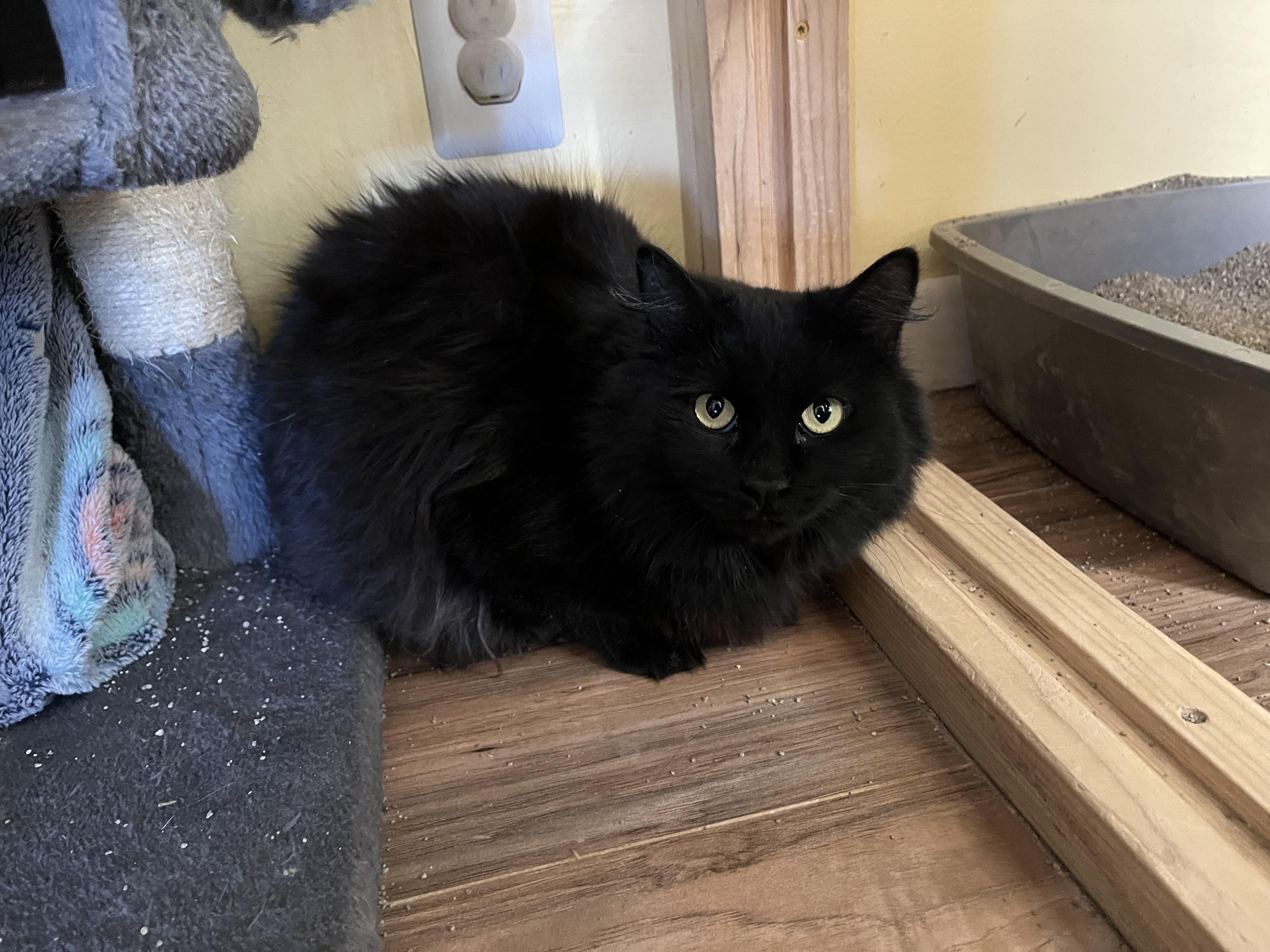 Celeste (II) (F), a Adoptable mixed breed in Prescott, AZ image 2/3