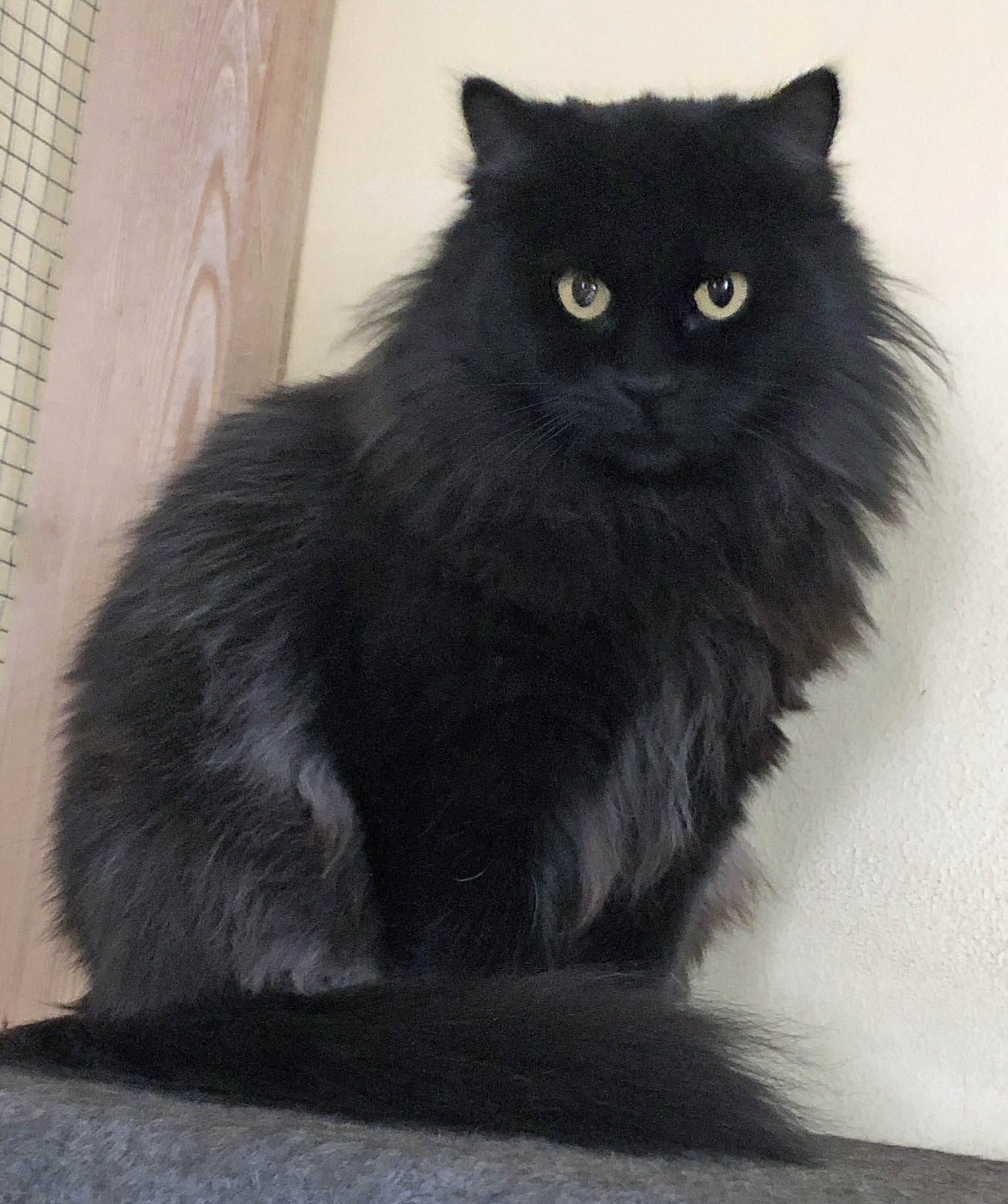 Celeste (II) (F), Adoptable, Young Female Domestic Short Hair.