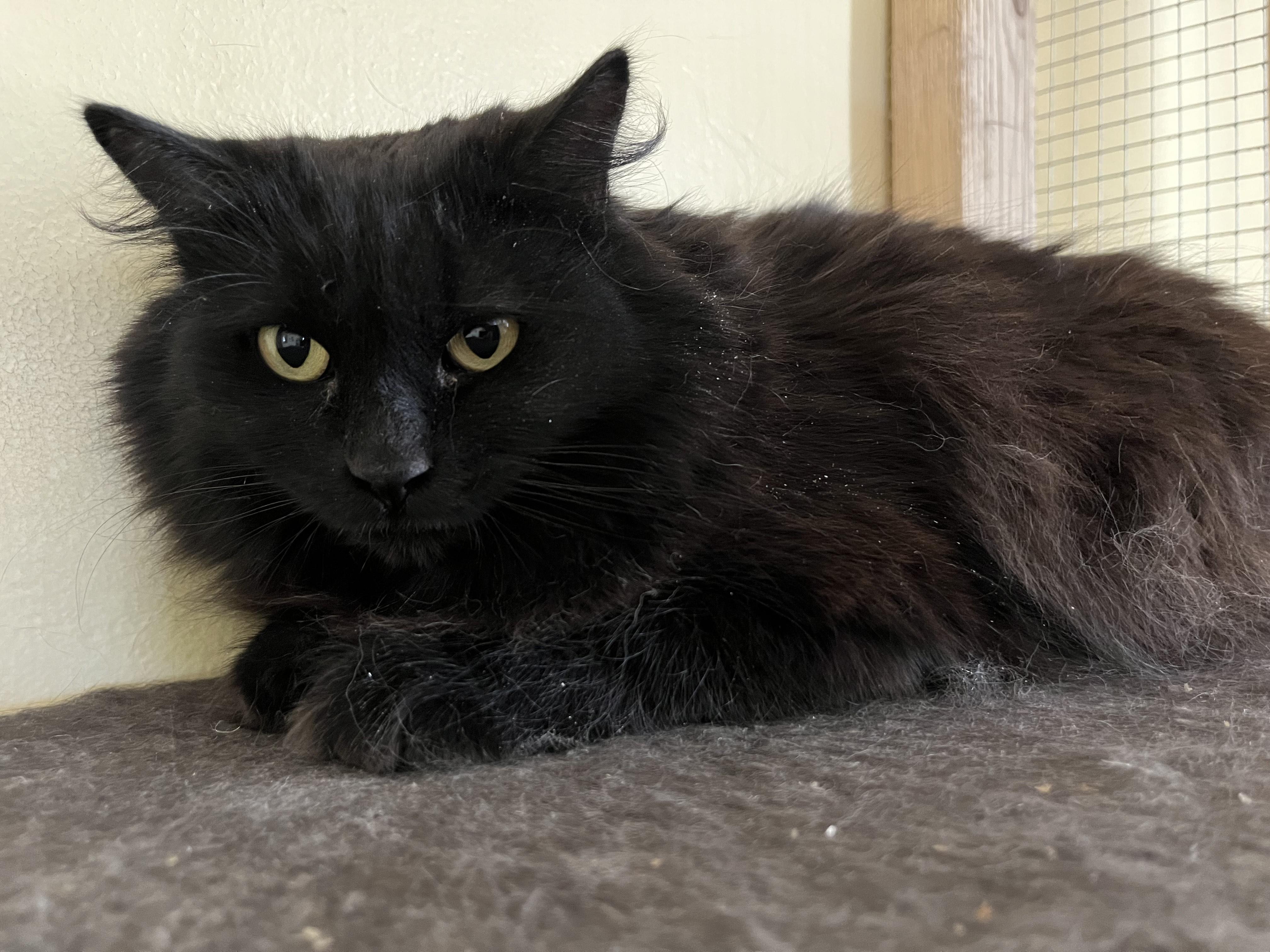 Celeste (II) (F), a Adoptable mixed breed in Prescott, AZ image 3/3