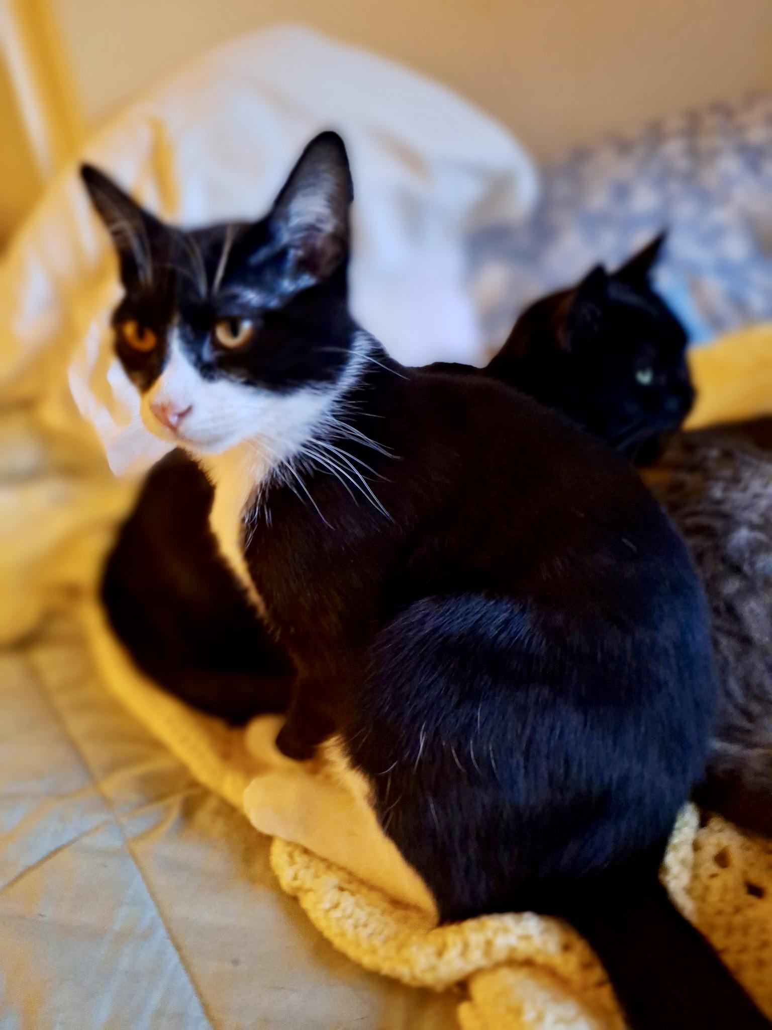 Enlarge Jasper, a Adoptable mixed breed in San Jose, CA image 2/3