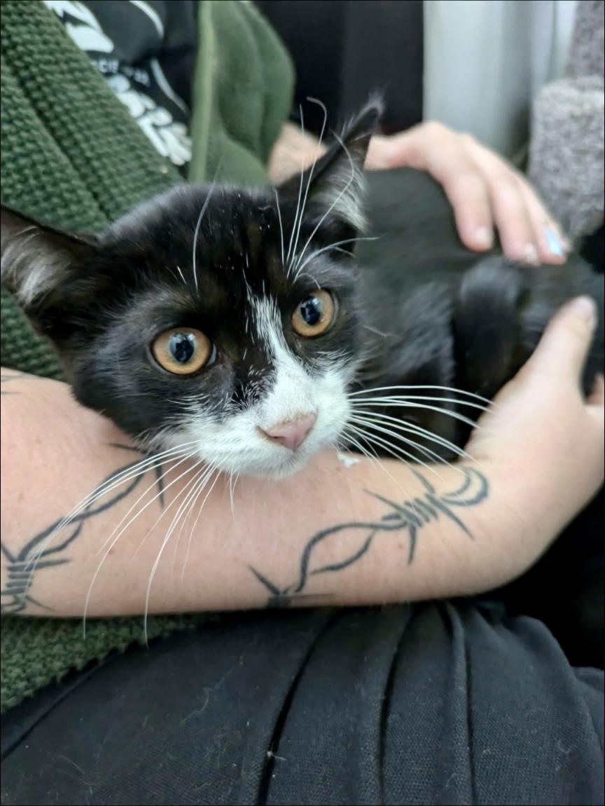 Jasper, Adoptable, Young Male Domestic Short Hair.