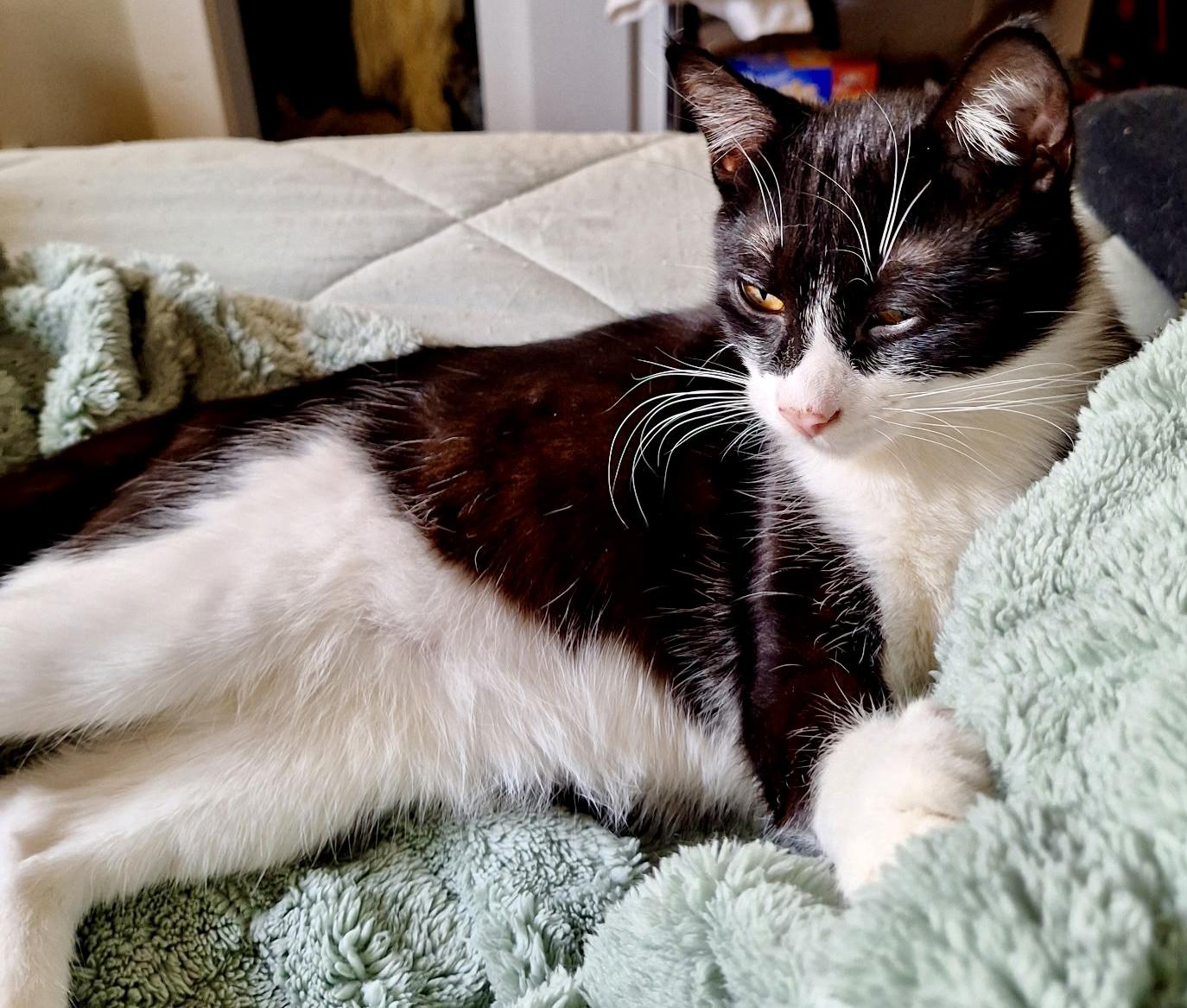 Jasper, Adoptable, Young Male Domestic Short Hair.